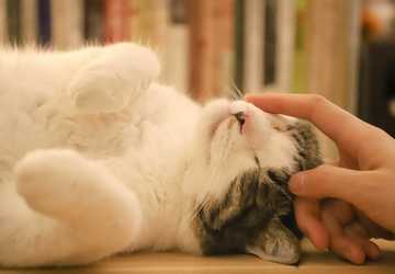How to Understand Your Cats Behavior: Top 10 Signals