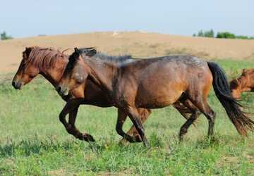 Top Ten Horse Breeds: Beauty, Brains, and Brawn