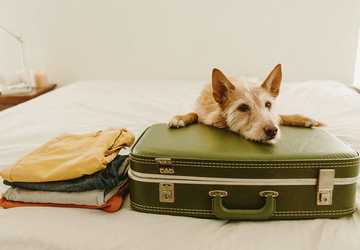 How to Make Traveling with Pets Easier and Stress-Free