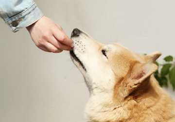 How to Manage Your Pet’s Diet: Tips for a Balanced Diet