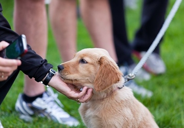 Top 5 Dog Training Schools in the USA